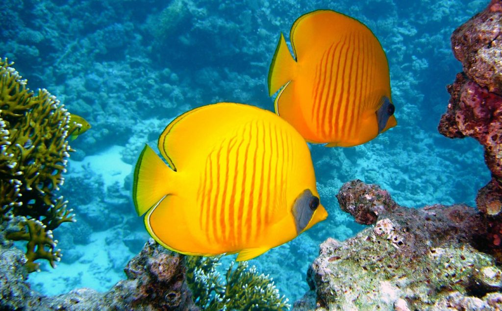 Poisson jaune de récif tahiti